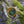 Load image into Gallery viewer, Extra Strength Solid Gold Salve