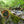 Load image into Gallery viewer, Extra Strength Solid Gold Salve
